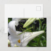 Carte Postale Natures Insects On Flower (Devant / Derrière)