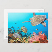 Carte Postale Naturescape Coral Reef Turtle (Devant / Derrière)