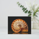 Carte Postale Nautile, coquille dorée (Debout devant)
