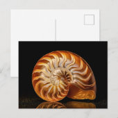 Carte Postale Nautile, coquille dorée (Devant / Derrière)