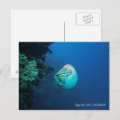 Carte Postale Nautilus Grande barrière récif Mer de corail (Devant / Derrière)