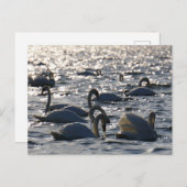 Carte Postale Navires en groupe sur l'eau avec glissement (Devant / Derrière)