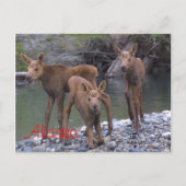 Carte Postale Né En Alaska (Devant)