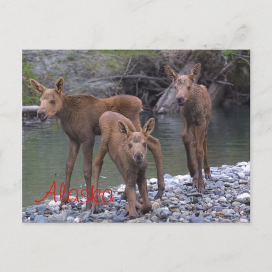 Carte Postale Né En Alaska (Devant)