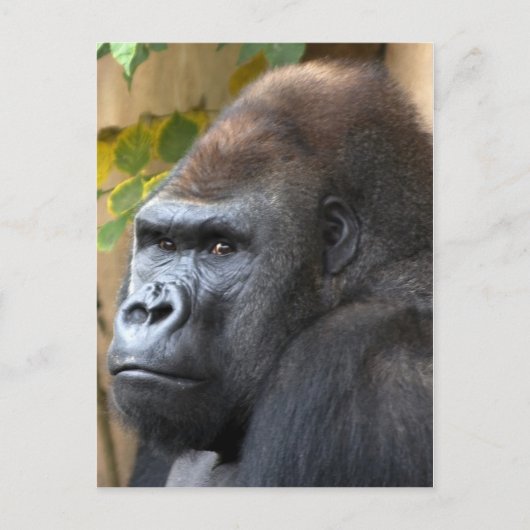 Carte Postale Ne le pensez même pas... (Devant)