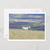 Carte Postale Né Libre Cheval Mustang (Devant / Derrière)