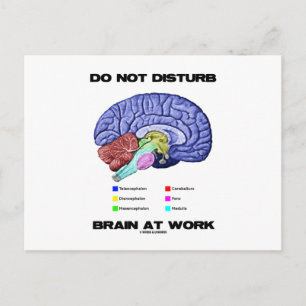 Carte Postale Ne Pas Déranger Le Cerveau Au Travail (Humour Anat