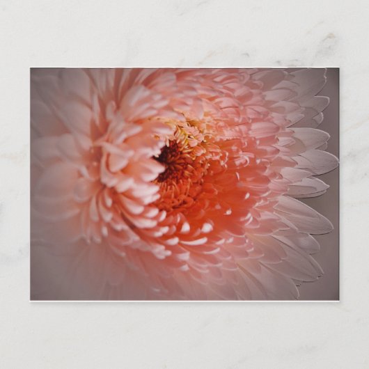 Carte Postale Né Pour Réussir (Devant)