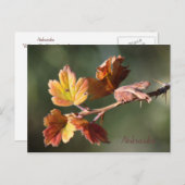 Carte postale Nebraska (Devant / Derrière)