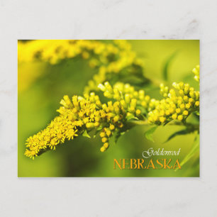 Carte Postale Nebraska State Flower : Goldenrod
