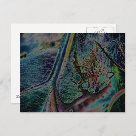 Carte Postale Nebula Spider Wolf (Devant / Derrière)