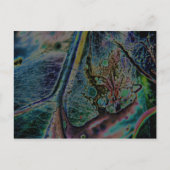 Carte Postale Nebula Spider Wolf (Devant)