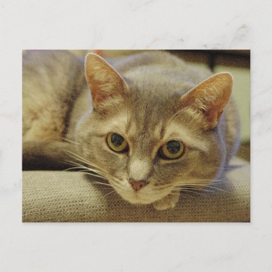 Carte Postale Nedda (Devant)