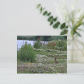 Carte Postale Nedereindse Plas (Debout devant)