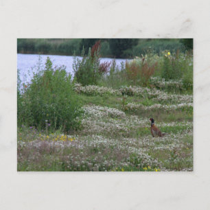 Carte Postale Nedereindse Plas
