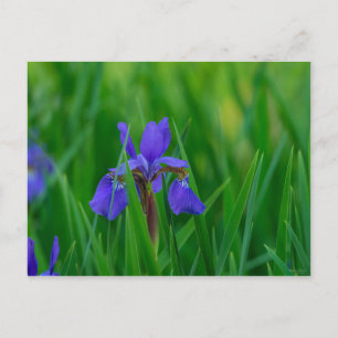 Carte Postale Néerlandais Bleu parmi les Feuilles
