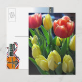 Carte postale néerlandaise Tulips (Devant / Derrière)