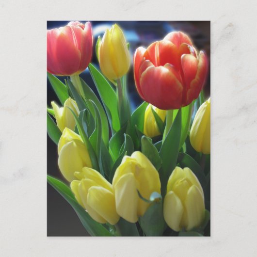 Carte postale néerlandaise Tulips (Devant)