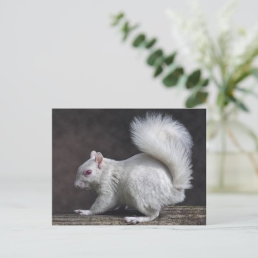 Carte postale Neige (Debout devant)