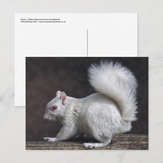 Carte postale Neige (Devant / Derrière)