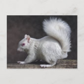 Carte postale Neige (Devant)