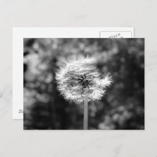 Carte Postale Neige Dandelion En Noir Et Blanc (Devant / Derrière)