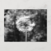 Carte Postale Neige Dandelion En Noir Et Blanc (Devant)