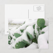 Carte Postale Neige dans le désert (Devant / Derrière)