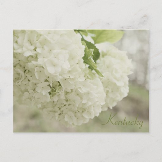 Carte Postale Neige d'été par JerseyFawn (Devant)