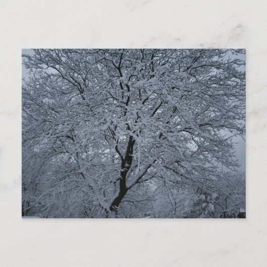 Carte Postale Neige d'hiver sur un arbre (Devant)
