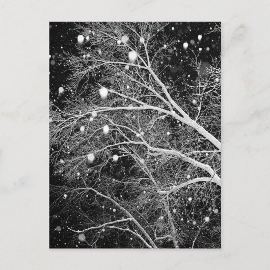 Carte Postale Neige Entre Branches (Devant)