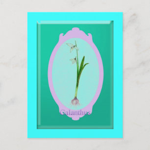 Carte Postale neige "Galanthus"
