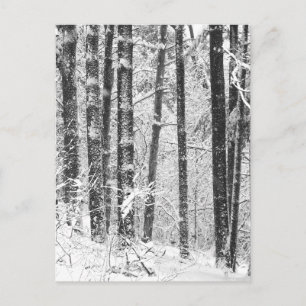 Carte Postale Neige hivernale