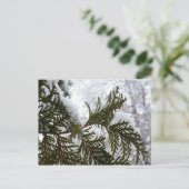 Carte Postale Neige sur les branches À feuillage persistant (Debout devant)