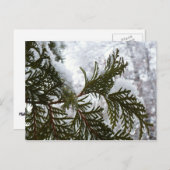 Carte Postale Neige sur les branches À feuillage persistant (Devant / Derrière)