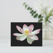 Carte Postale Nelumbo nucifera (Debout devant)