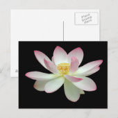 Carte Postale Nelumbo nucifera (Devant / Derrière)