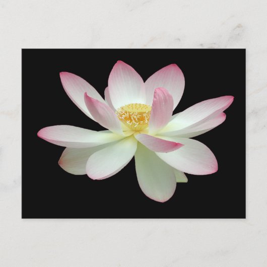 Carte Postale Nelumbo nucifera (Devant)