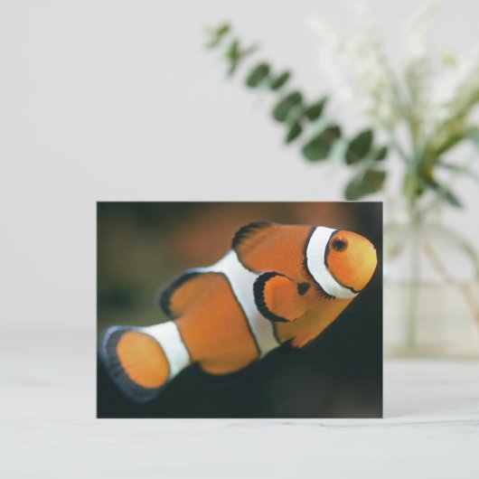 Carte postale Nemo (Debout devant)