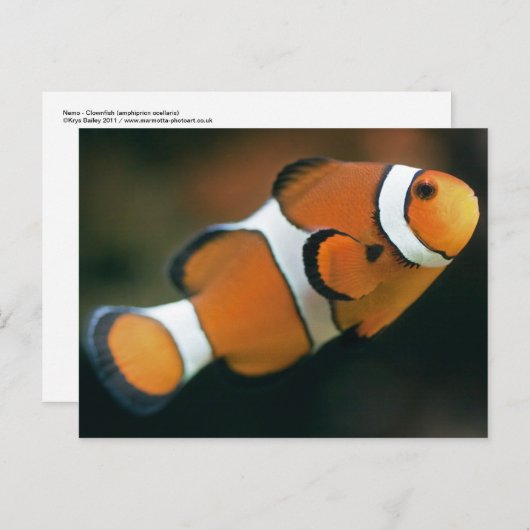 Carte postale Nemo (Devant / Derrière)
