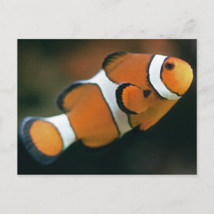 Carte postale Nemo