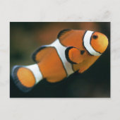 Carte postale Nemo (Devant)