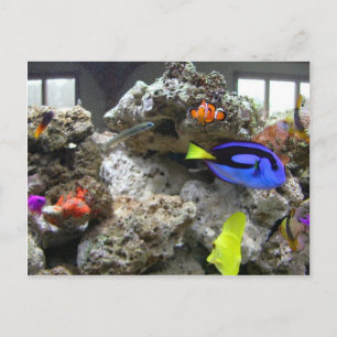 Carte Postale Nemo Avec Son Gang