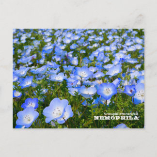 Carte Postale NEMOPHILA(Baby Blue Eyes)
