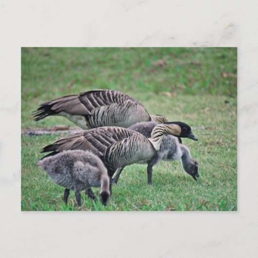 Carte Postale Nene (Devant)