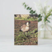 Carte Postale Nene Goose (Oie hawaïenne) (Debout devant)