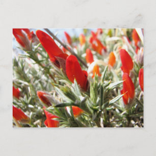 Carte Postale Neneo, Torres del Paine, Chili