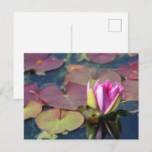 Carte postale nénuphar (Devant / Derrière)