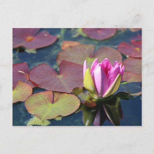 Carte postale nénuphar (Devant)