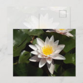 Carte postale Nénuphar (Devant / Derrière)